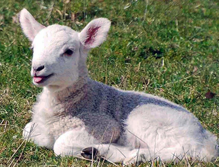 watch-lambing-season-in-north-wales-lambing-process-facts-festrail-blog