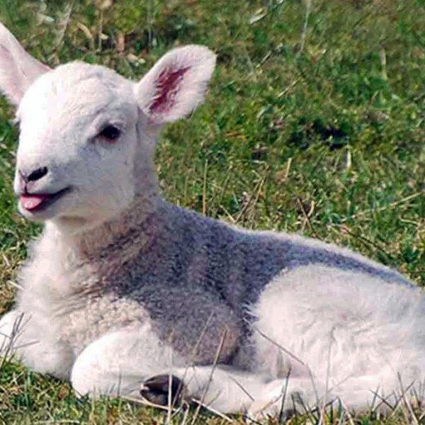 Watch Lambing Season in Snowdonia by Steam Train